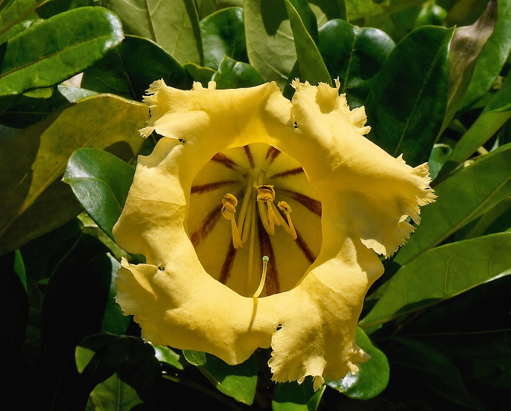 Solandra longiflora enormous yellow funnel-shaped flower with darker lines inside its throat