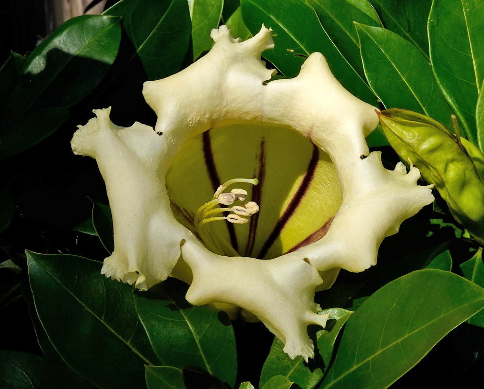 A creamy white Solandra maxima flower with purple-brown throat stripes and crimped petal edges, set among glossy deep green leaves