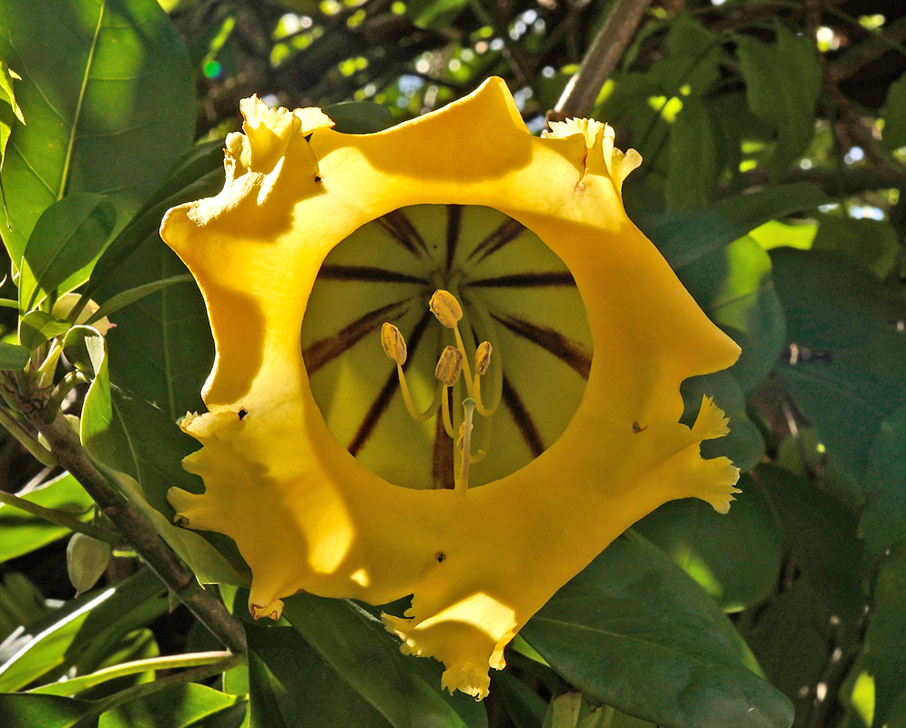 A vibrant Solandra maxima flower with golden yellow petals and dark maroon stripes radiating from the throat, surrounded by dense foliage