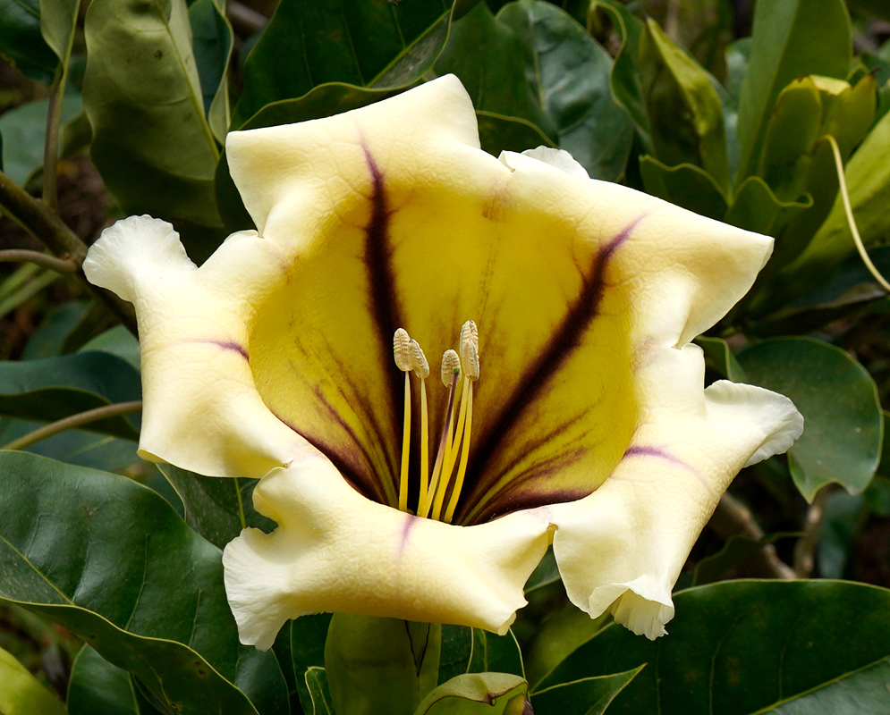 A Solandra maxima flower with light yellow petals and pronounced maroon striping inside the floral tube, framed by broad, shiny green leaves