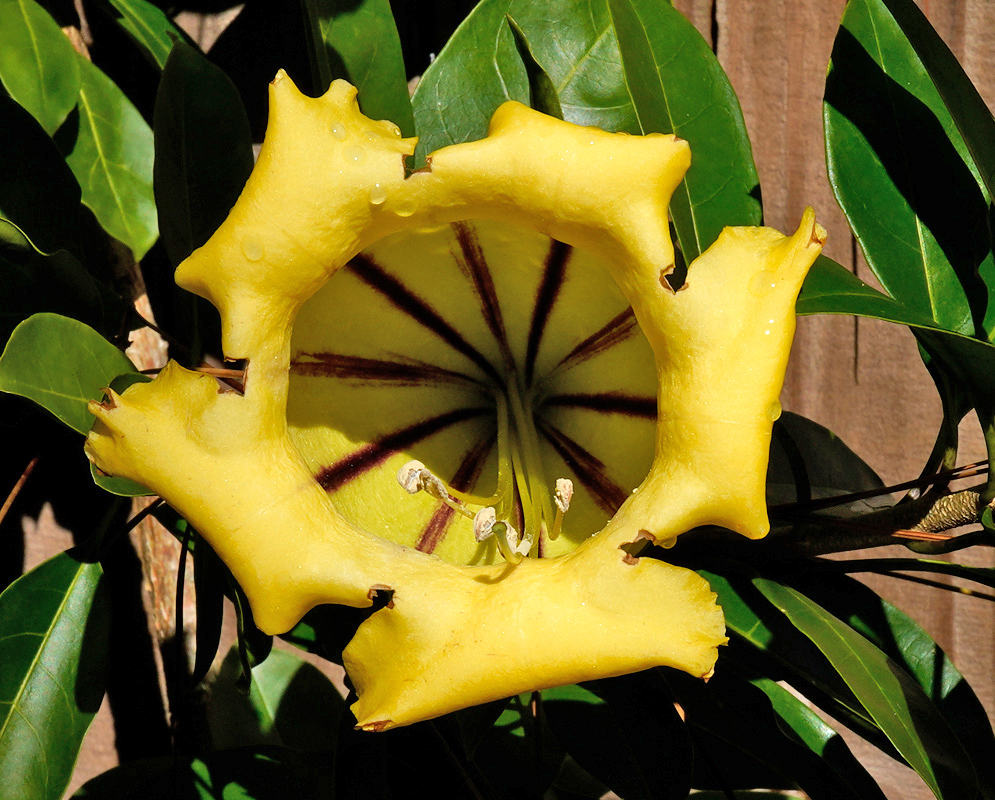 A yellow Solandra maxima flower showing deep maroon stripes and a cupped, waxy corolla against a wooden backdrop and glossy green leaves