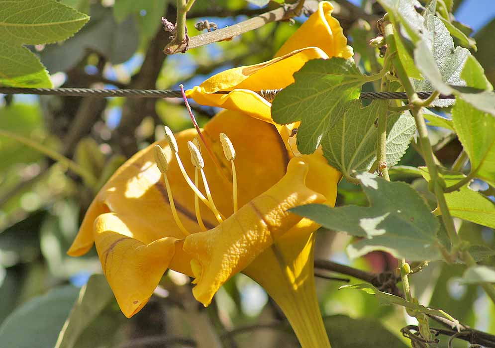 A yellow Solandra maxima flower