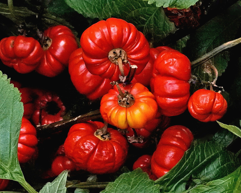 Solanum aethiopicum Turkish Orange clusters of rounded ribbed bright red fruits among broad leaves