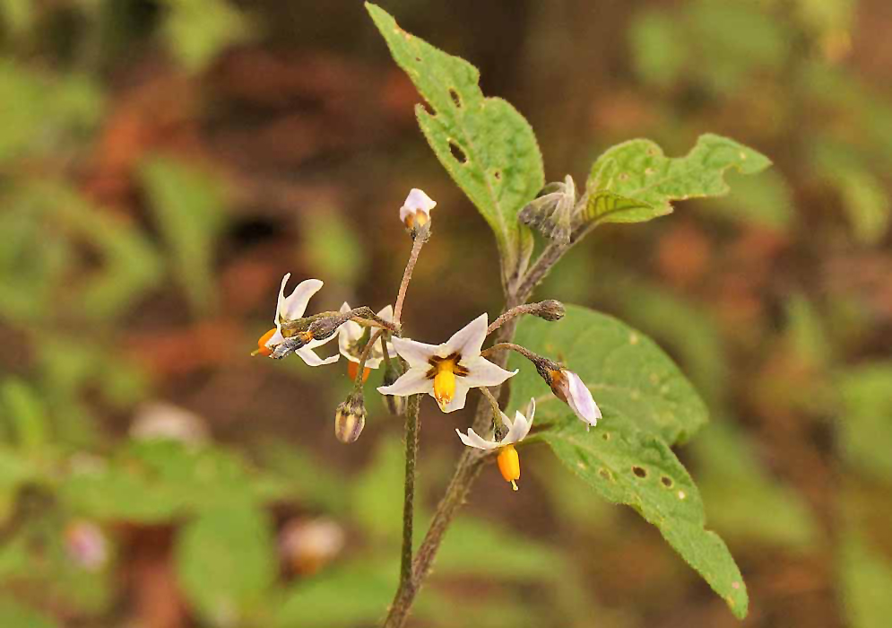 White Solanum americanum flowers with yellow stems converging around the green-yellow style