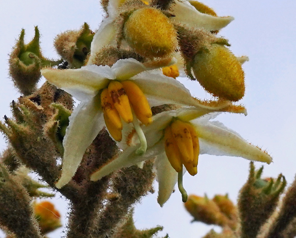 Solanum asperolanatum plant habit and foliage