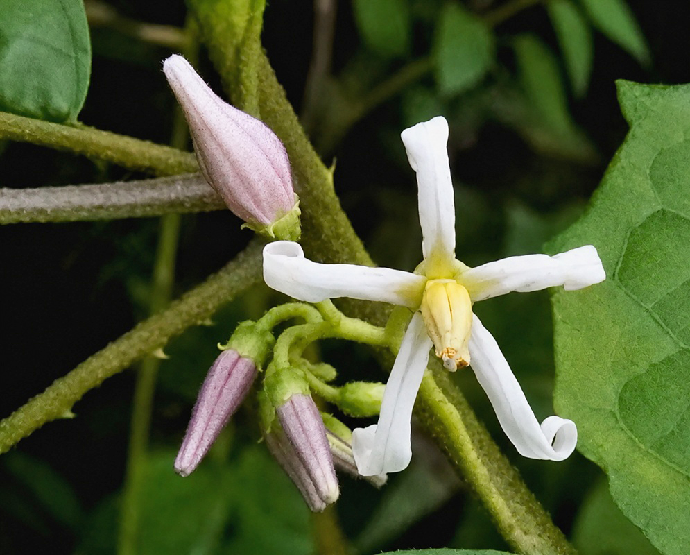 Solanum aturense cluster of pale violet star-shaped flowers with yellow anther cones