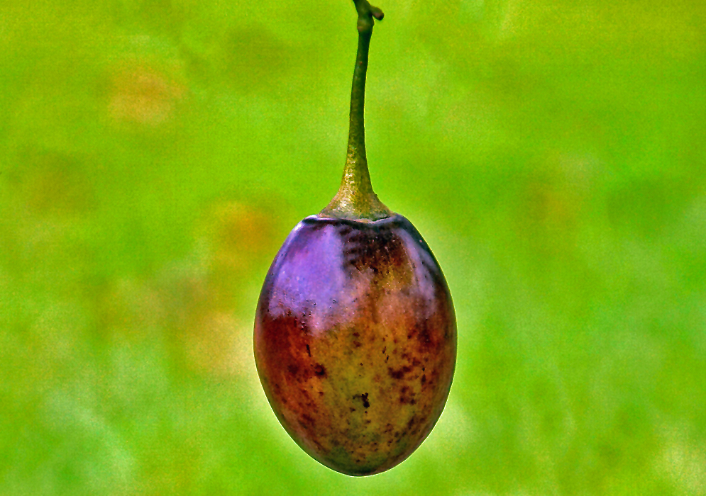 A dark plum-brown Solanum betaceum hanging from a tree