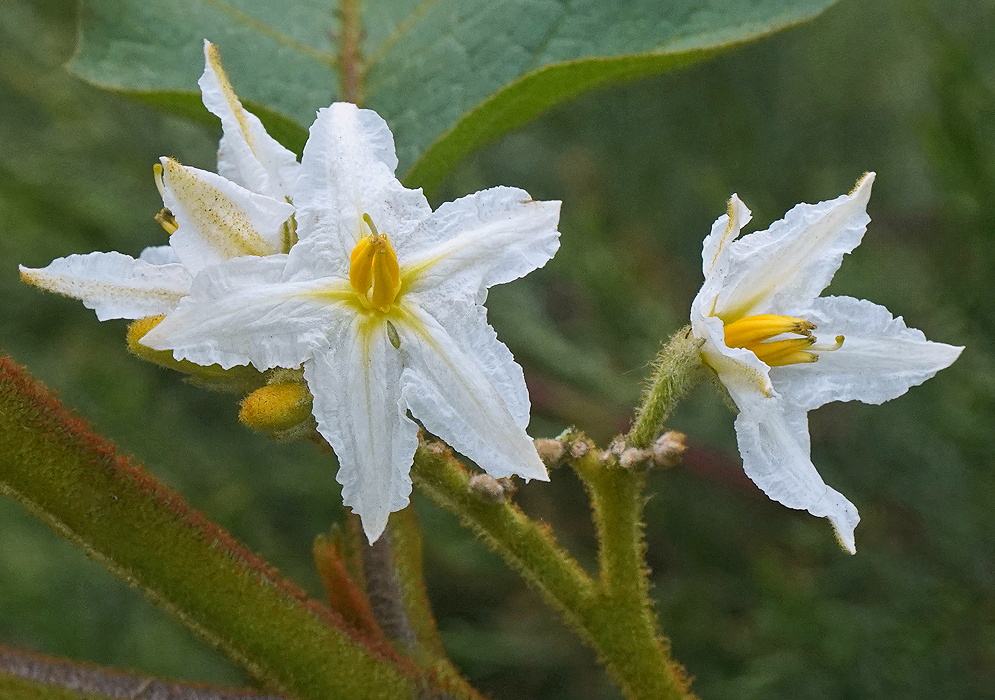 Solanum chrysotrichum white star-shaped flowers with yellow anthers beside large hairy leaves