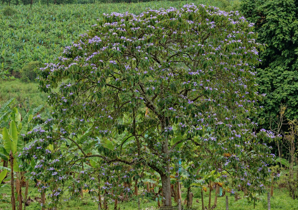 A large Solanum crinitum tree carries numerous pale purple flowers across its crown