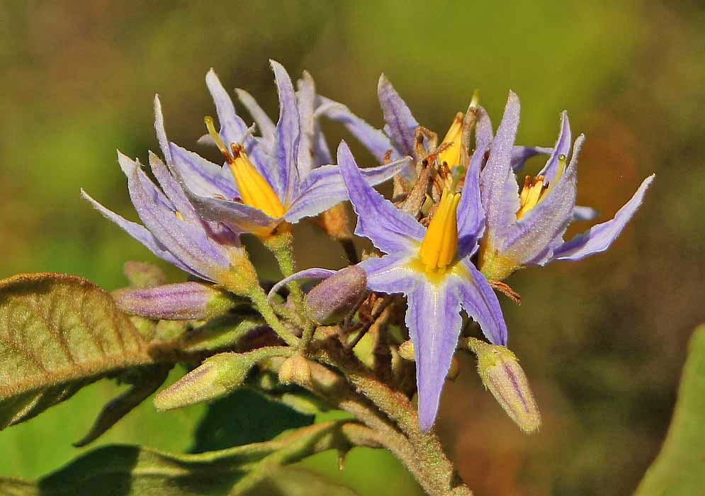 Purple Solanum ovalifolium flowers with a yellow centers and stamens in sunlight