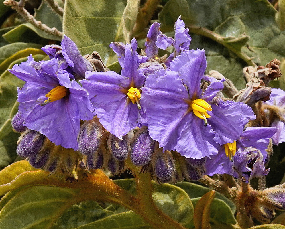 Solanum glutinosum pale violet star-shaped flowers with yellow anthers on hairy stems