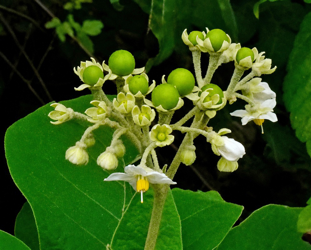 Solanum hazenii cluster of small white star-shaped flowers with yellow anthers