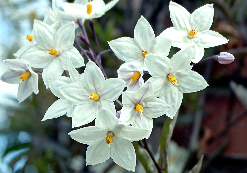 A Solanum laxum inflorescence with star-shaped white flowers