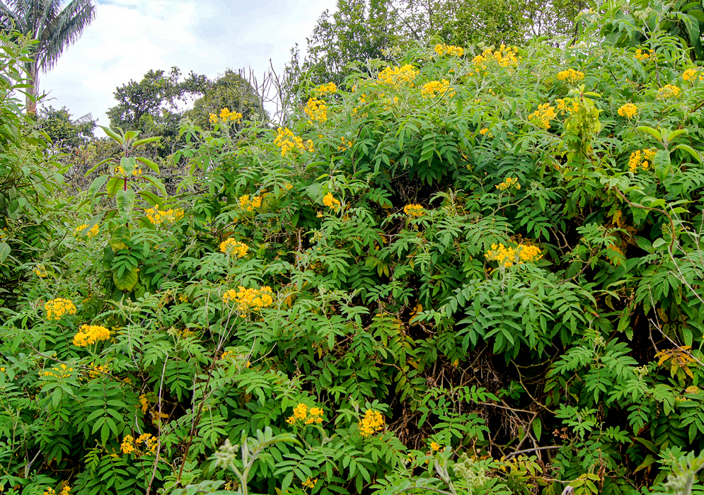Solanum juglandifolium yellow flowering shrub