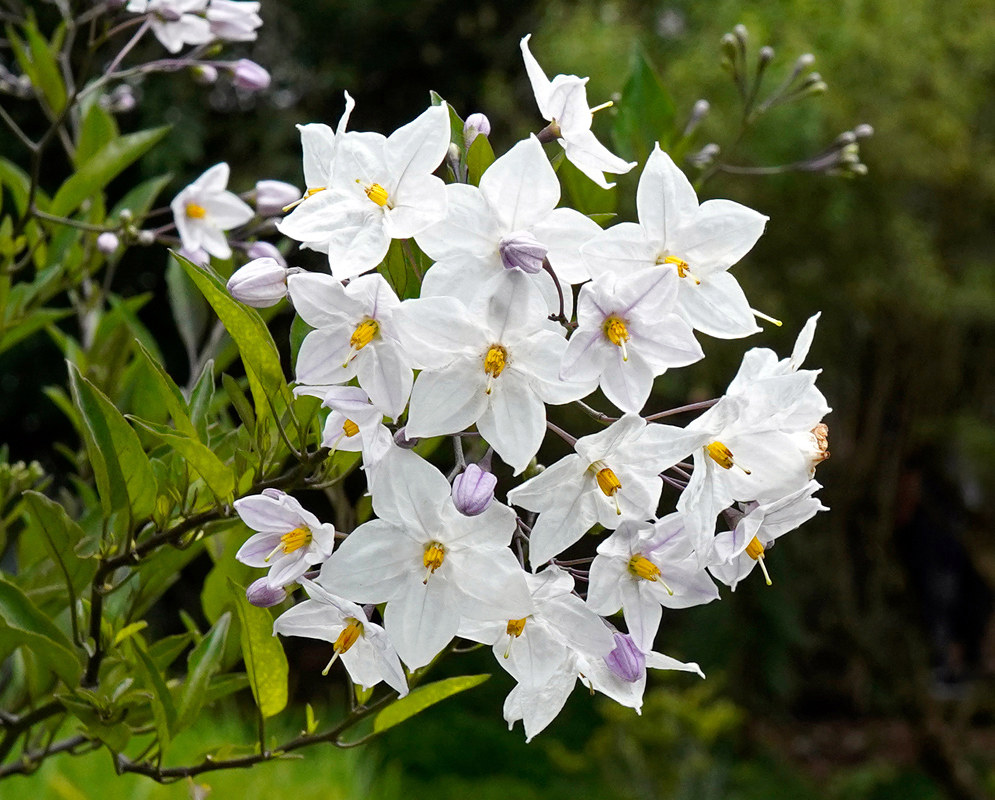 Solanum laxum White Star-Shaped Flowers Close-up of white Solanum laxum blossoms in full bloom, showing five-pointed petals with yellow centers and emerging lilac buds