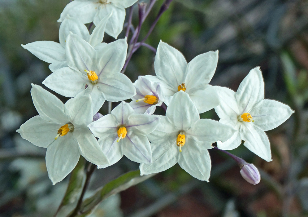 Solanum laxum Flowers A Solanum laxum inflorescence with star-shaped white flowers
