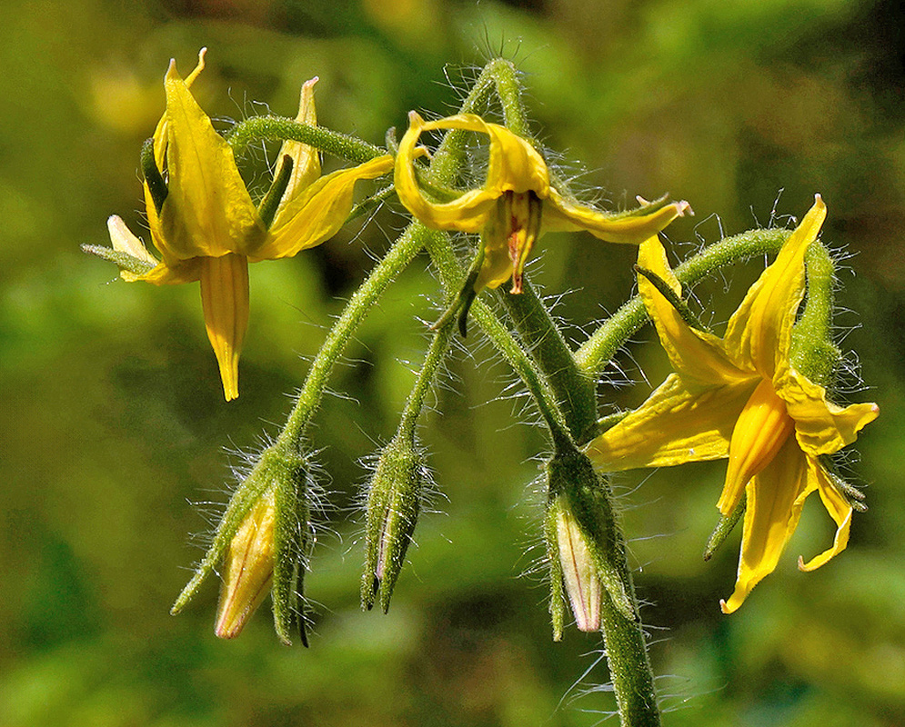 Solanum lycopersicum Granadero yellow flower with recurved petals and a central anther cone