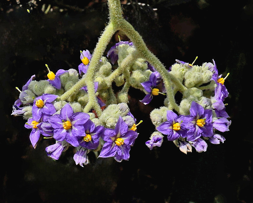 Solanum mauritianum violet star-shaped flowers with yellow anthers above broad felted leaves
