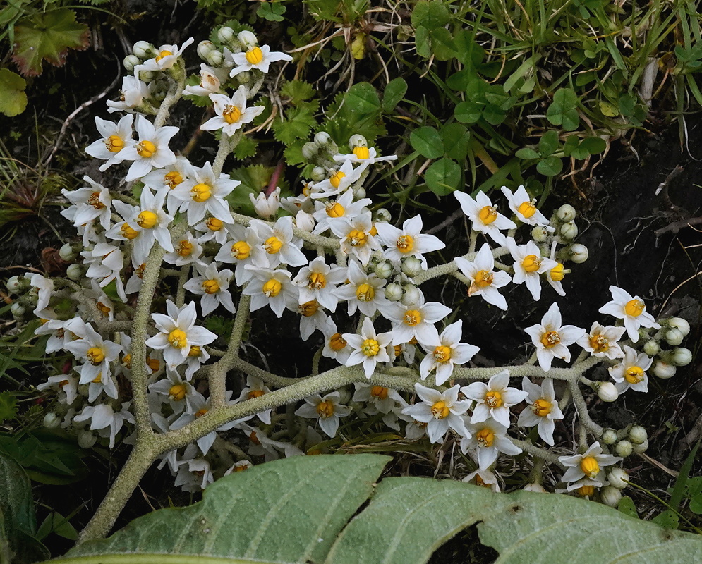 Solanum oblongifolium plant habit and foliage