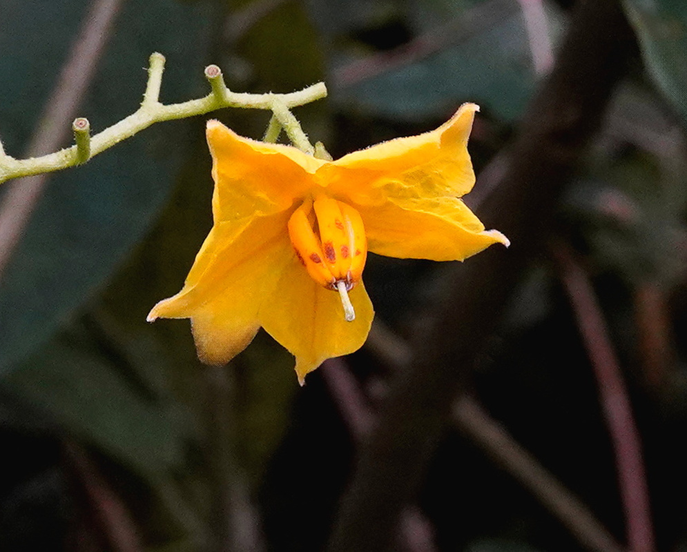 Solanum ochranthum cluster of blue-violet star-shaped flowers with prominent yellow anthers
