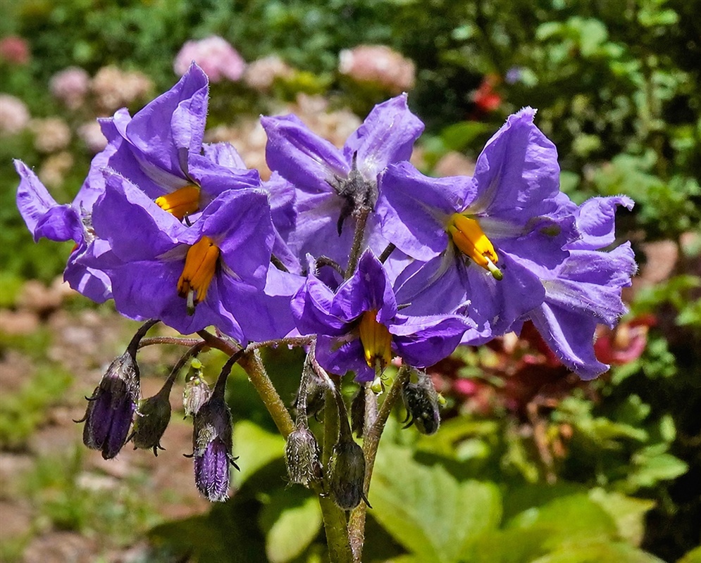 Solanum pentlandii violet star-shaped flower with pointed lobes around yellow anthers