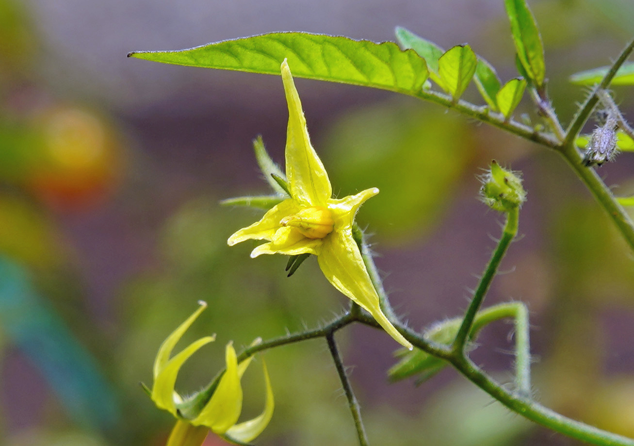 Solanum pimpinellifolium yellow flower