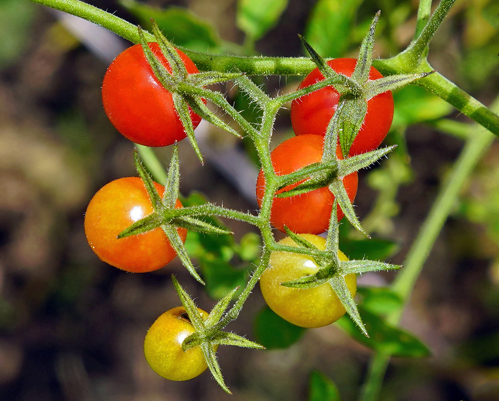 Solanum pimpinellifolium red, yellow and orange fruit