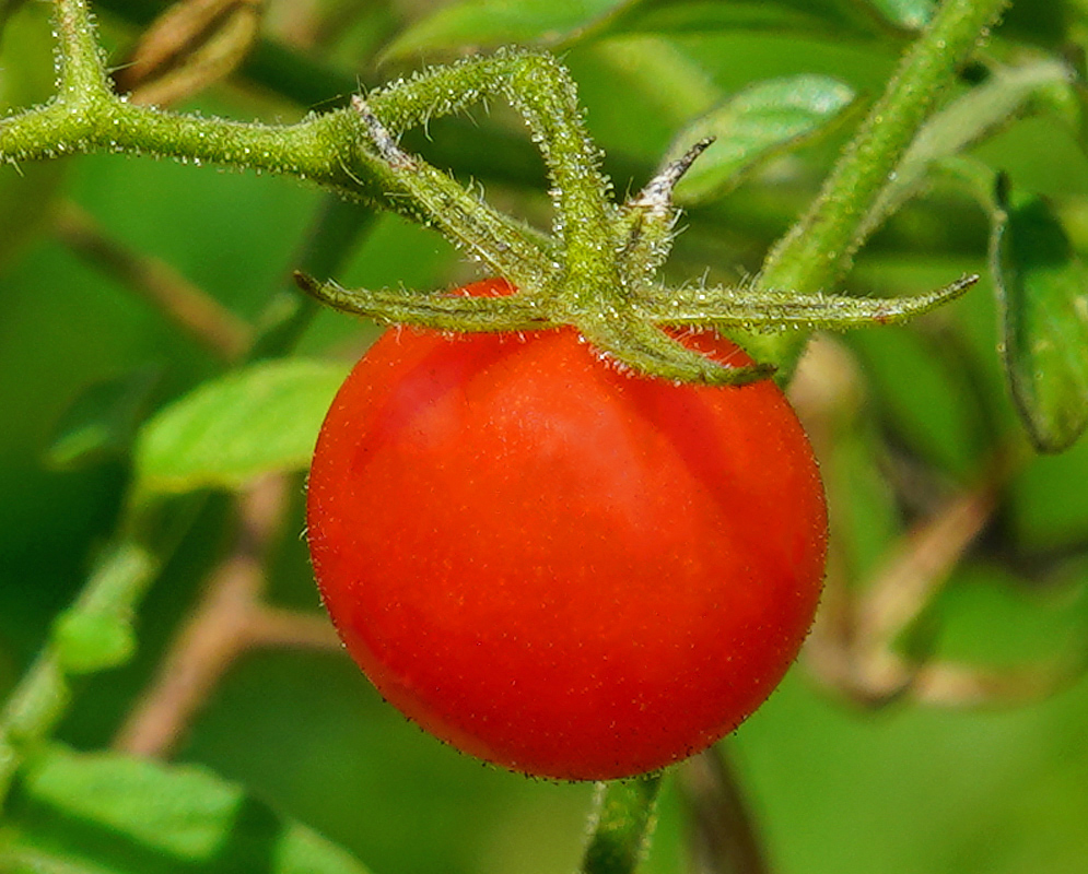 Solanum pimpinellifolium red fruit in sunlight