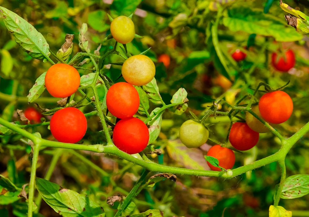 Solanum pimpinellifolium red, orange and yellow fruti
