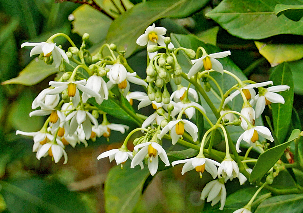 Solanum psychotrioides inflorescence with white flowers