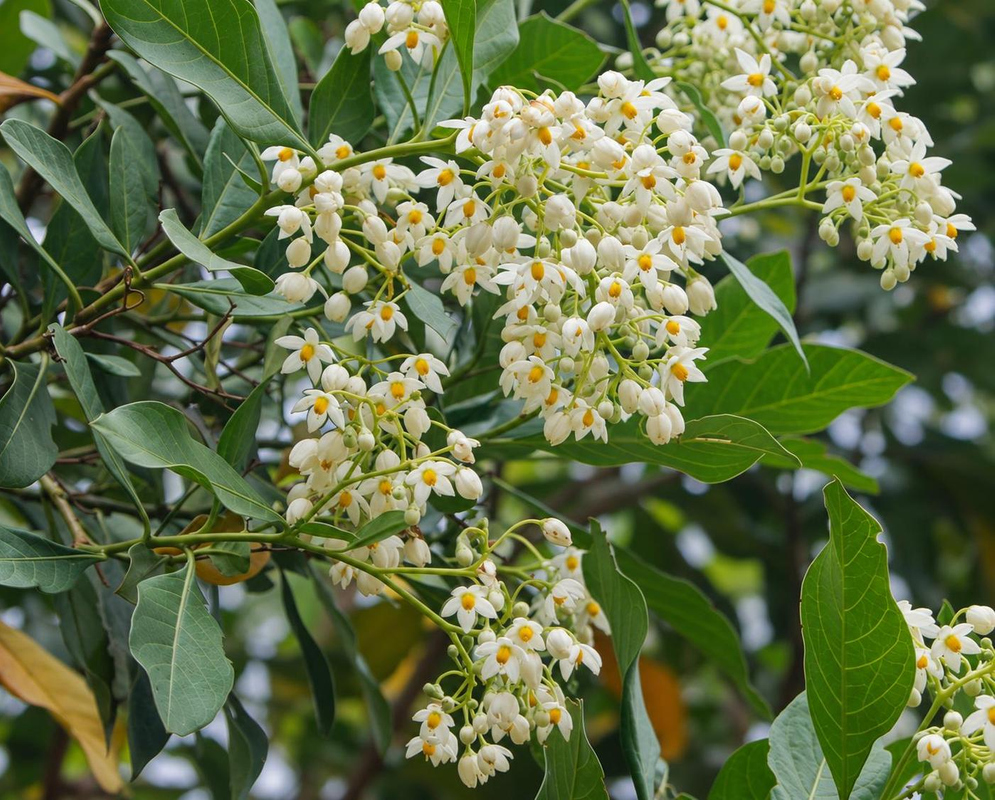 Solanum psychotrioides White Star Flowers and Buds Solanum psychotrioides has dense white star flowers and cream buds on branching stalks