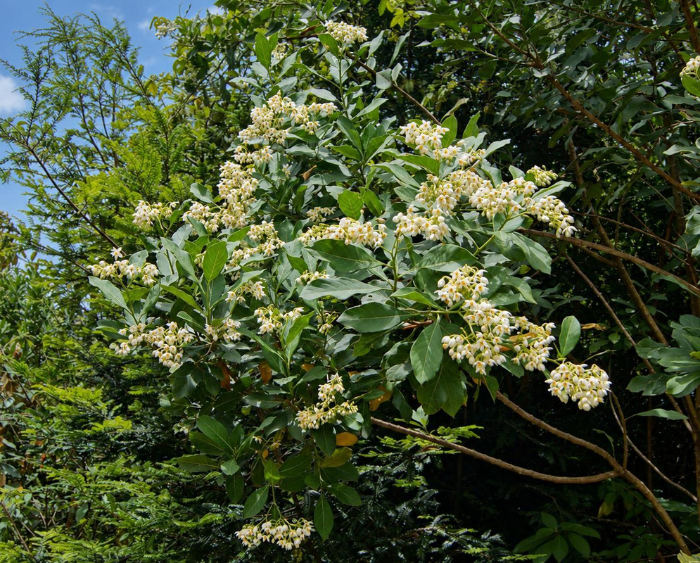 Solanum psychotrioides Cream White Flowering Leafy Shrub Solanum psychotrioides forms a leafy shrub covered with cream white flower clusters