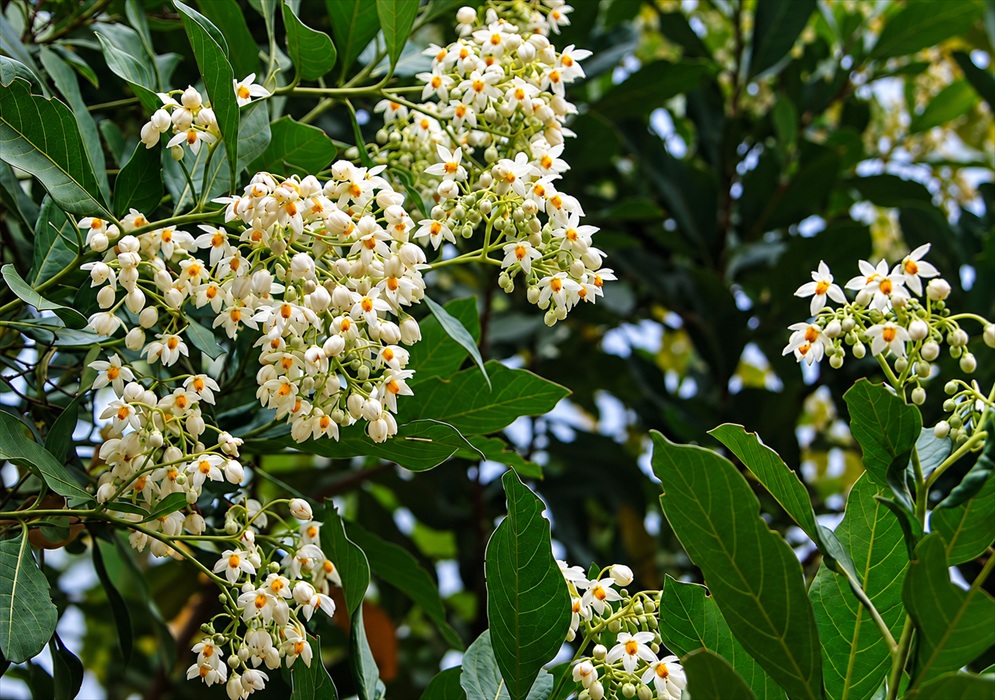 Solanum psychotrioides White Flowers and Rounded Buds Solanum psychotrioides has white flowers with yellow centers among numerous rounded buds