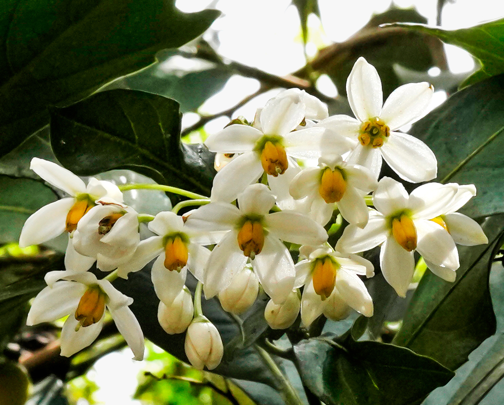 Clusters of white Solanum psychotrioides flowers