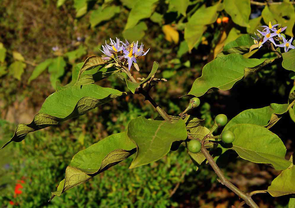 A Solanum ovalifolium branch with purple flowers and round green fruit