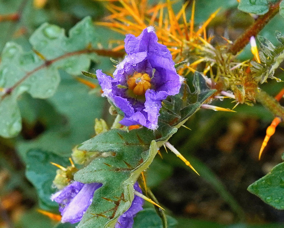 Solanum pyracanthos violet flower beside deeply lobed leaves armed with orange prickles