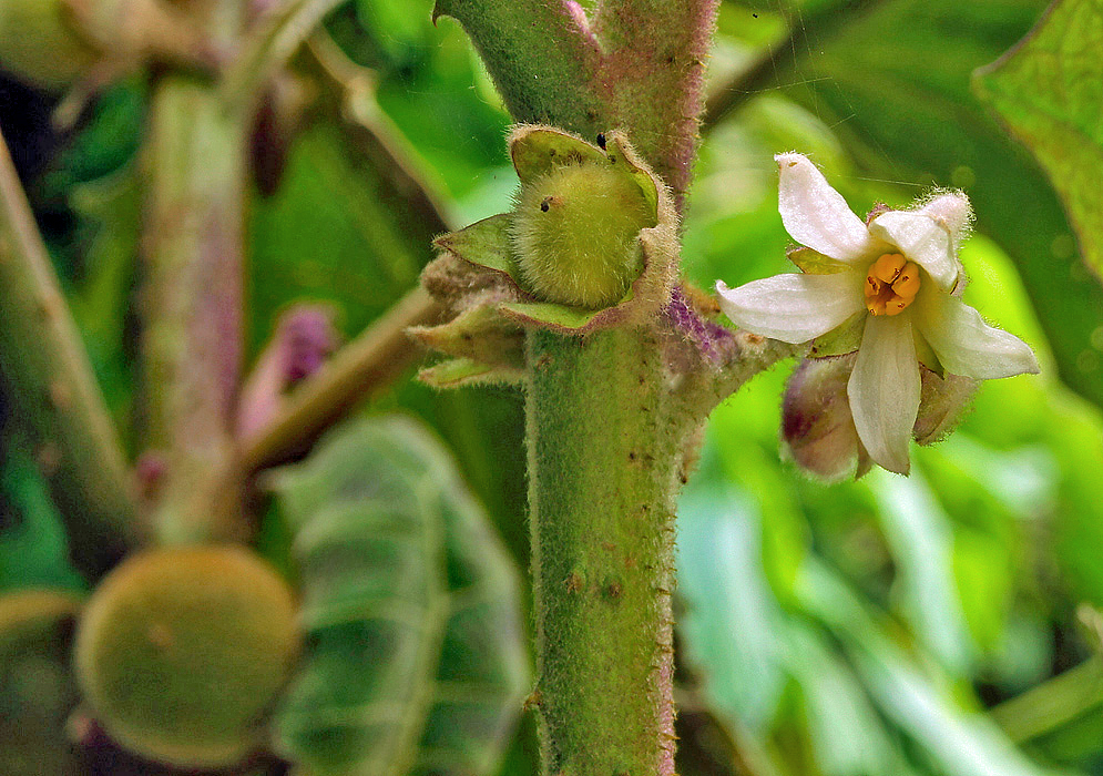 Solanum quitoense white flower and new fruit