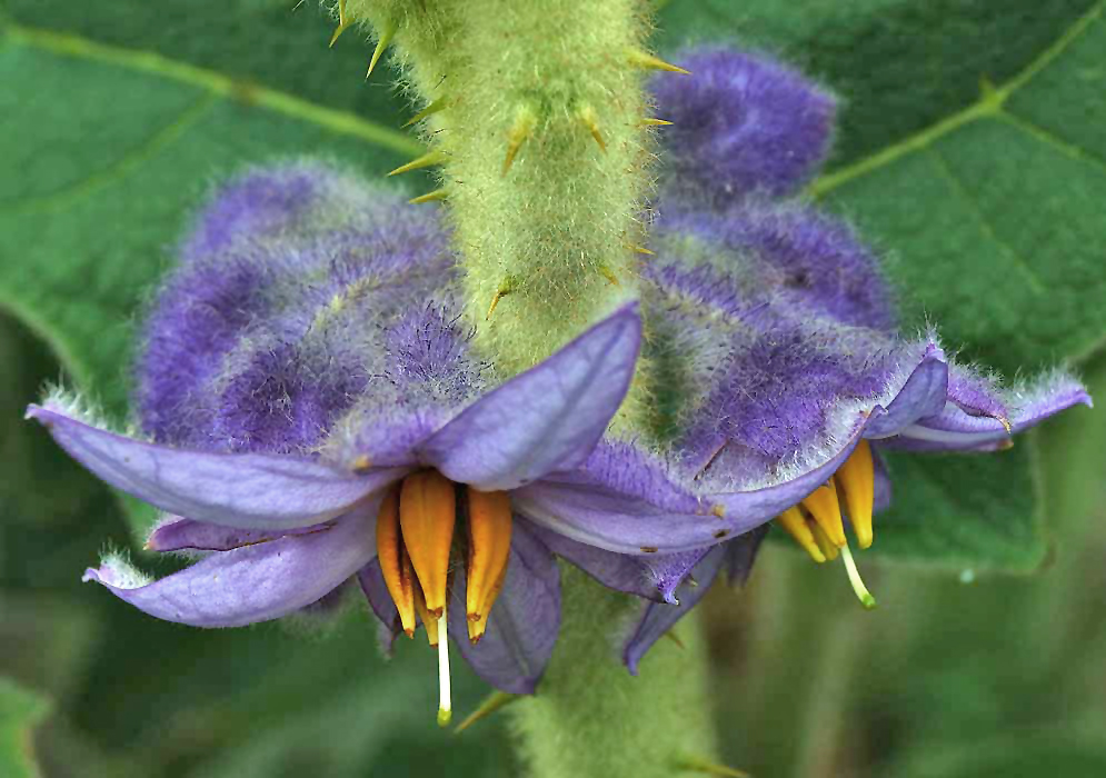 Two Hairy purple Solanum quitoense flowers with yellow-orange stamens and green stigmas