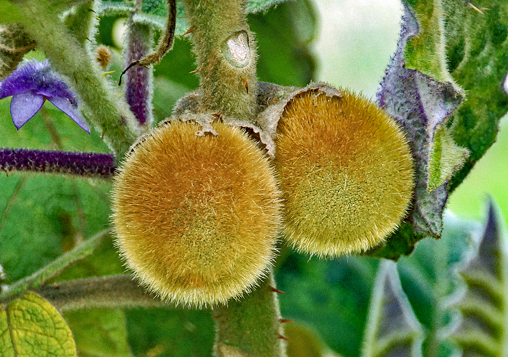 Two rust-yellow Solanum quitoense fruits