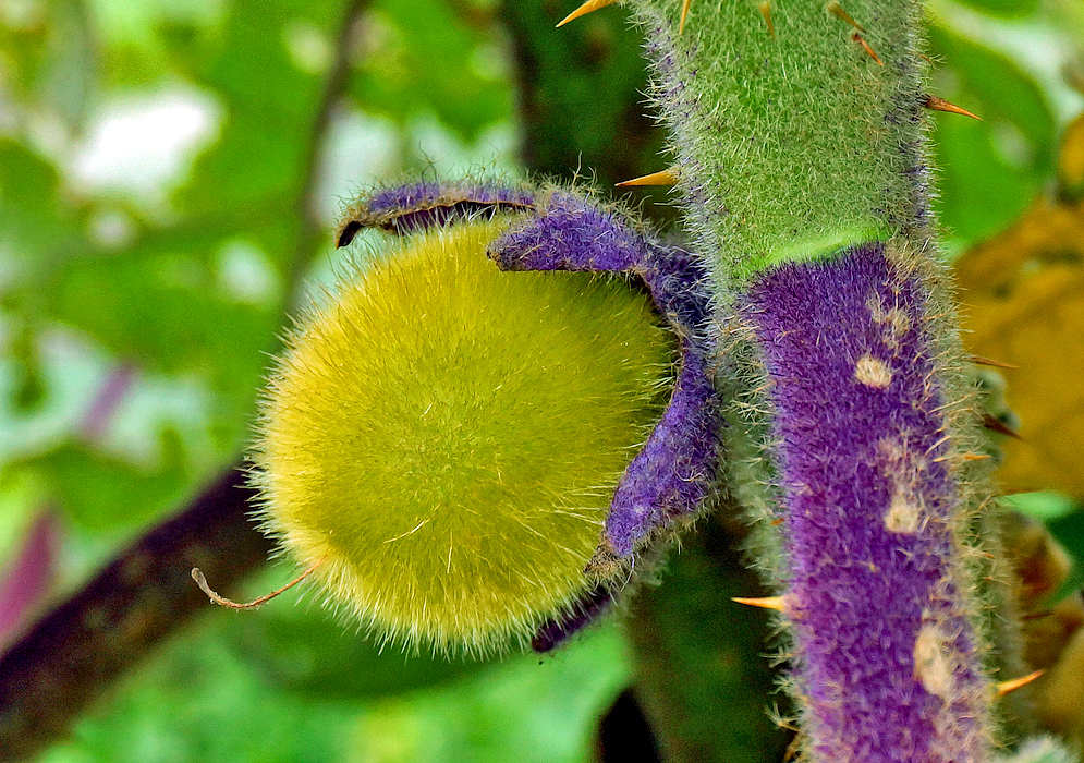 A hairy developing yellow Solanum quitoense fruit with a purple sepal