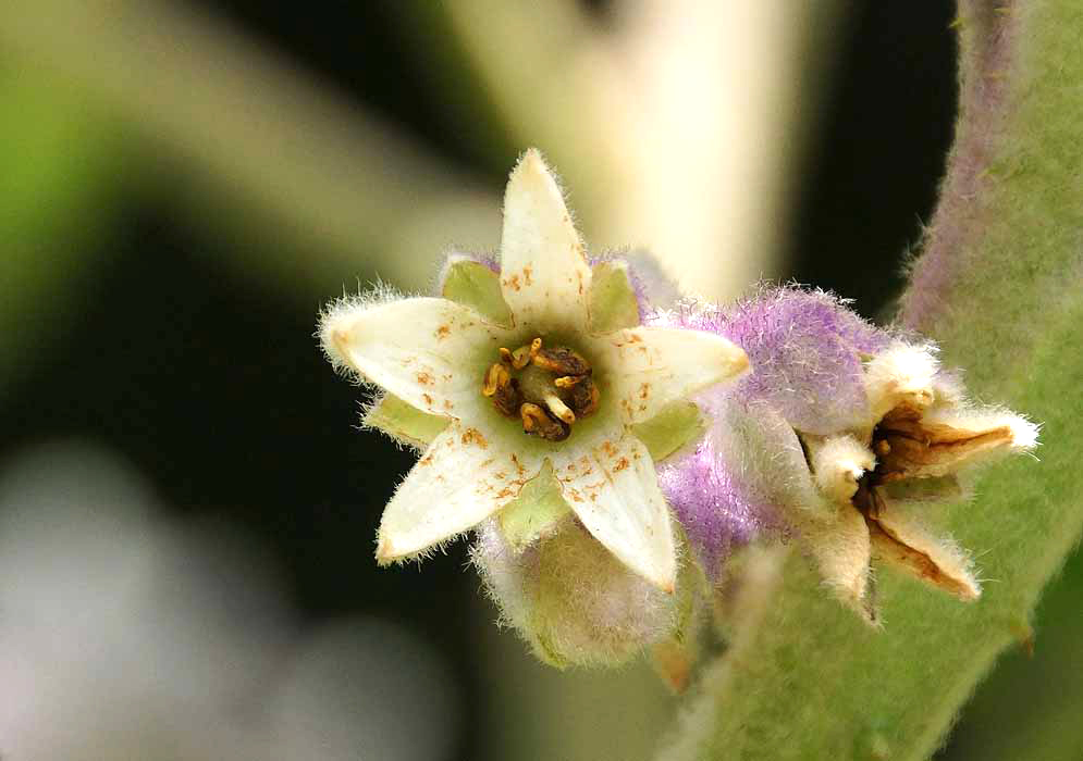 Two spent Solanum quitoense flowers