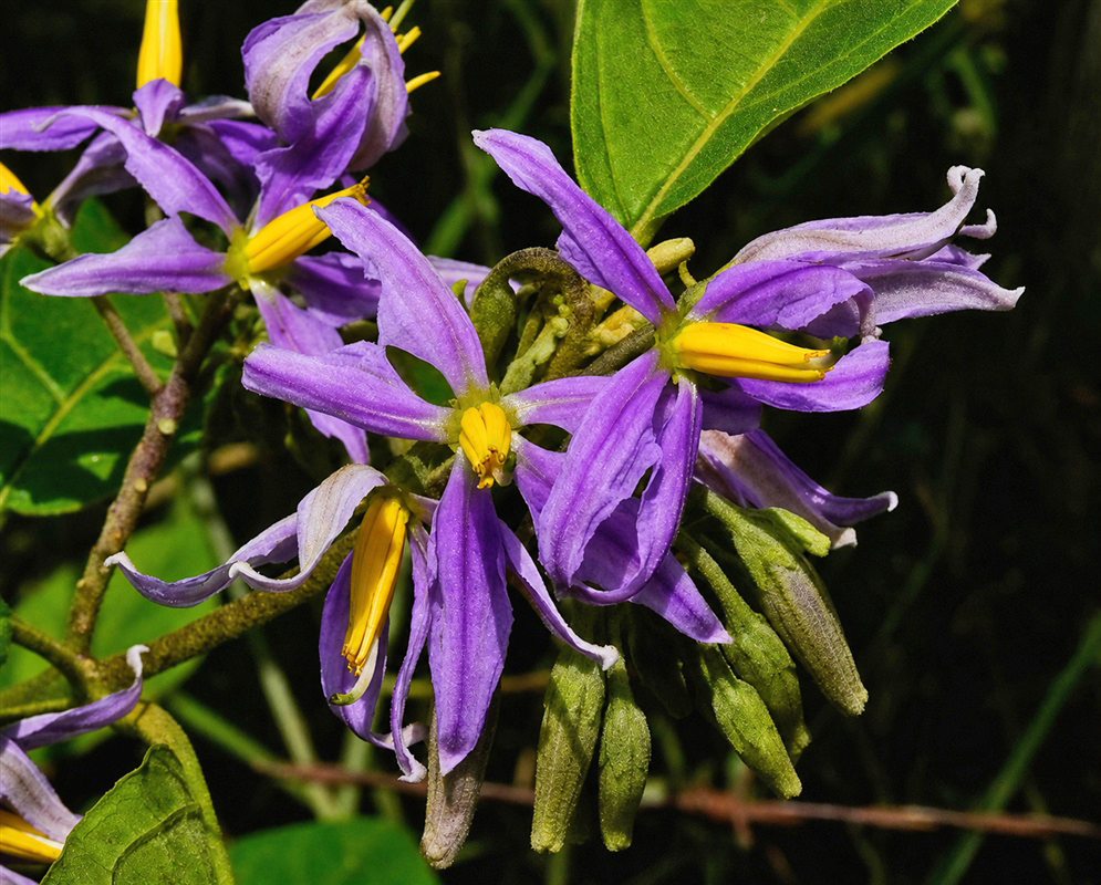 Solanum subinerme white star-shaped flowers with yellow anthers among broad green leaves