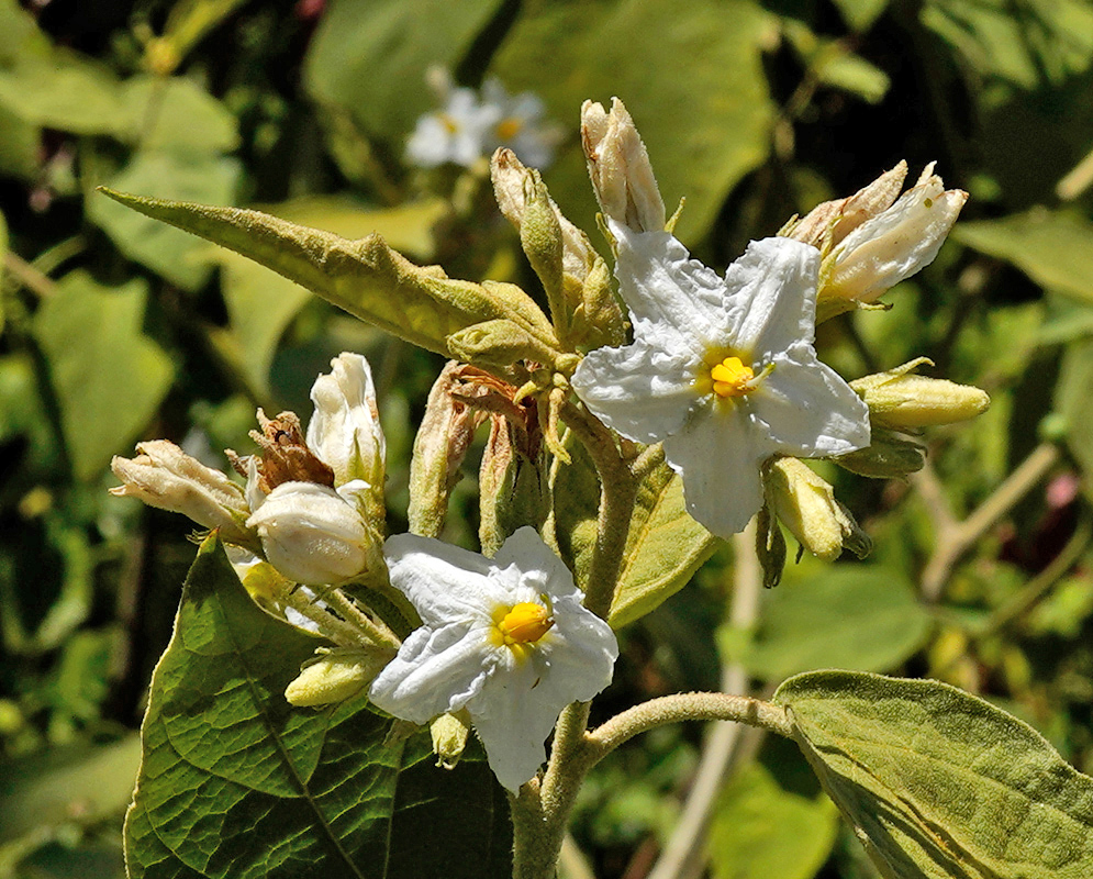 Cluster of Solanum torvum flowers with crinkled white petals and prominent yellow anthers surrounded by fuzzy green leaves and buds