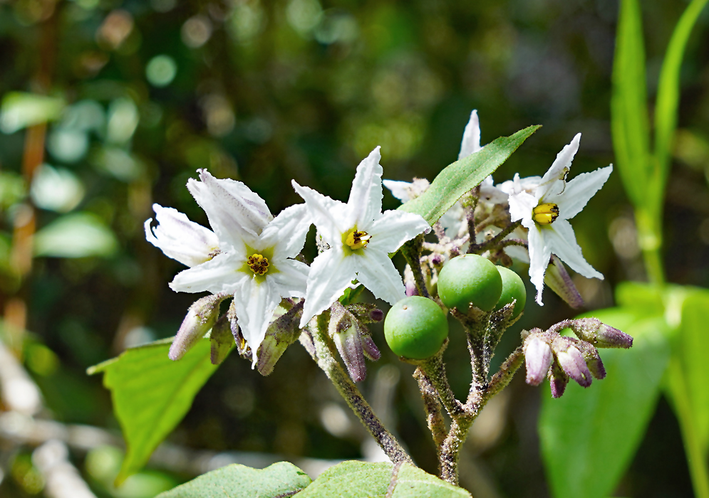 Solanum torvum inflorescence with green fruit and white flowers