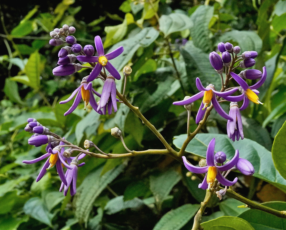 Solanum uncinellum branched cluster of violet star-shaped flowers with yellow anthers