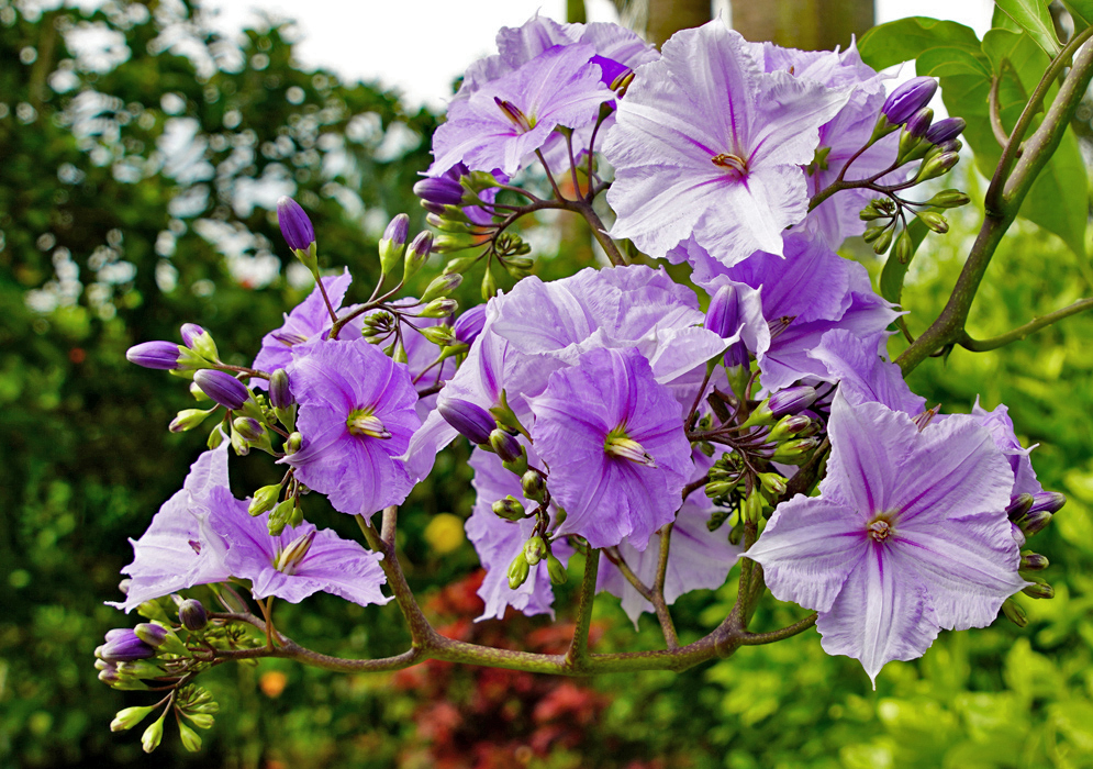Solanum wendlandii light purple flowers