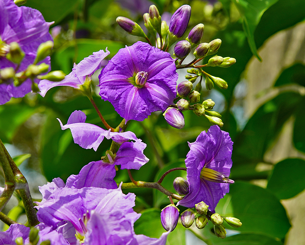 Solanum wendlandii purple flowers in sunlight