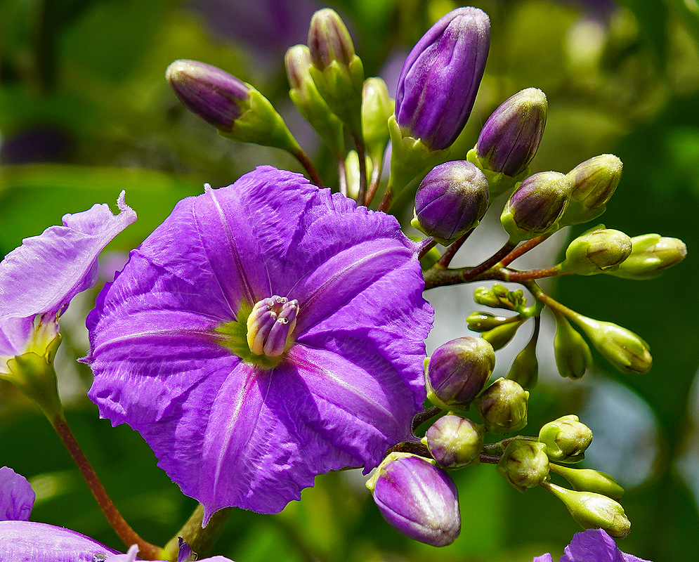 Solanum wendlandii purple flower in sunlight