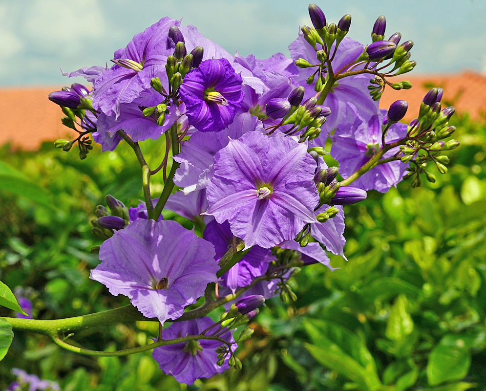 Solanum wendlandii inflorescence with purple flowers in sunlight