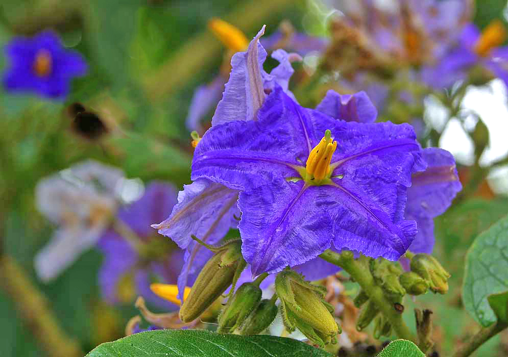 A purple-blue Solanum wrightii  flower with yellow stamens
